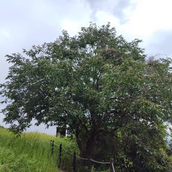 柿の木
今年の基山の柿裏年です🦪