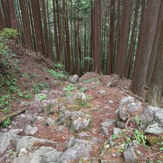 ここからは、石や根が多く歩き辛い