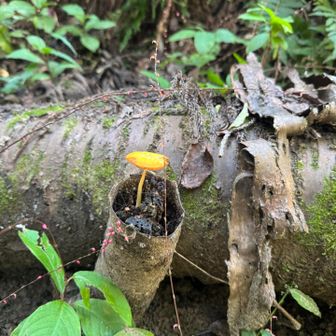 こんな所にきのこ🍄