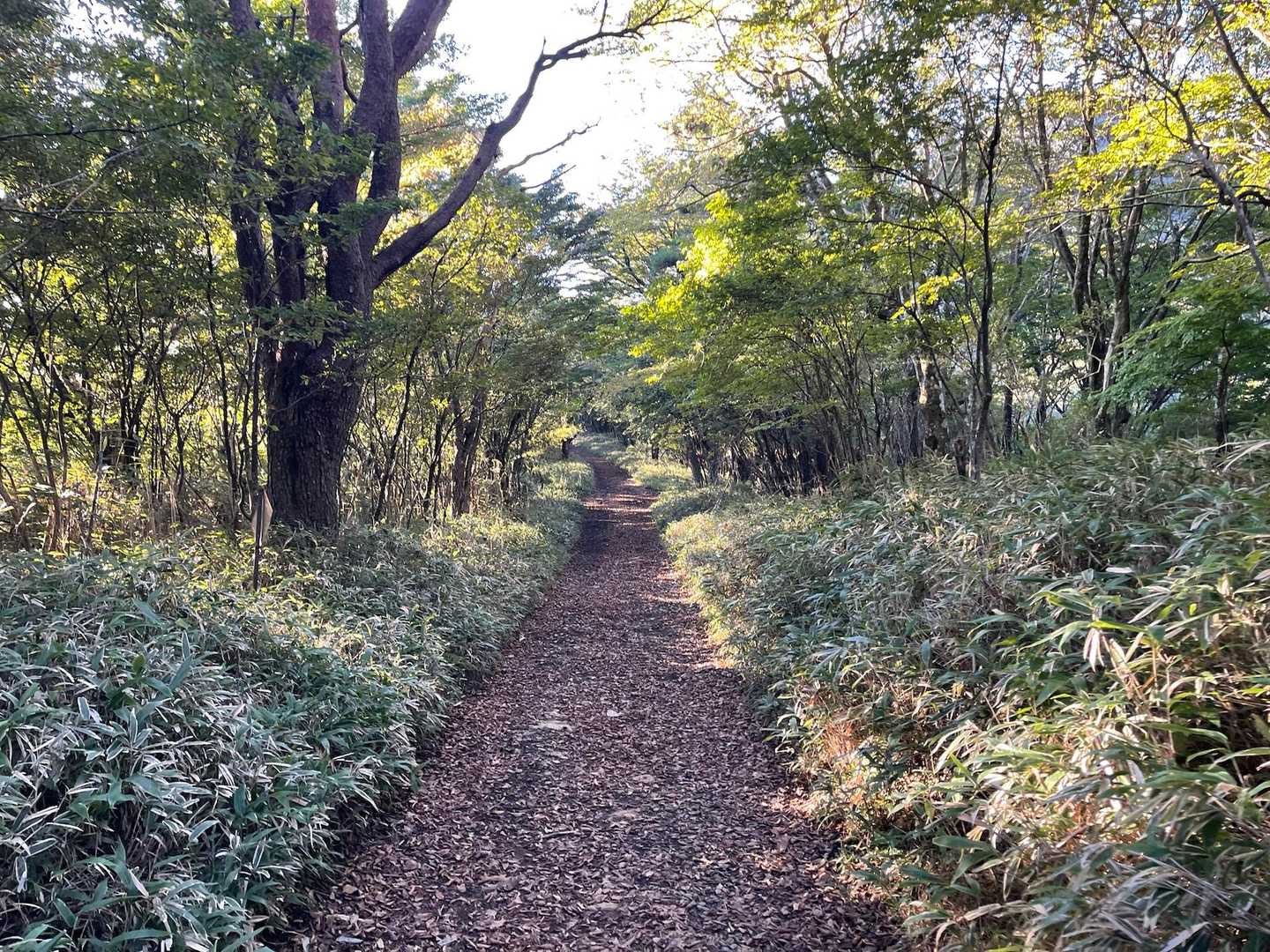 足柄峠-丸鉢山-金時山 往復コースの写真