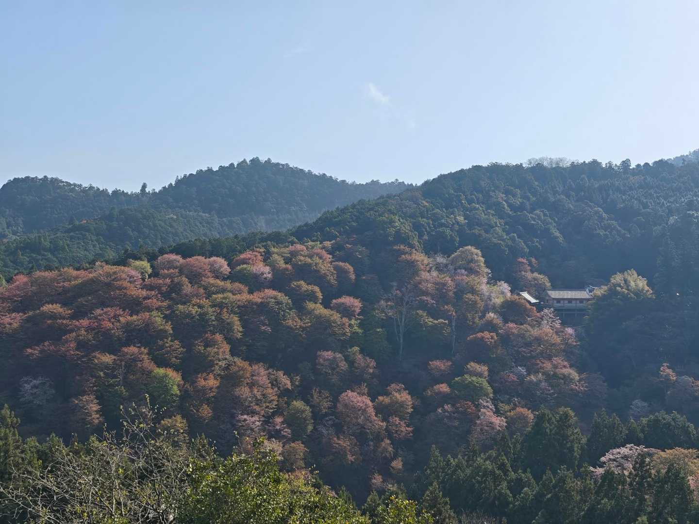 下千本はほぼ終わってました。
昨日の雨風で吹き飛ばされたかな⤵
一目千本(吉水神社)は9:00からなので帰りに寄ることに。