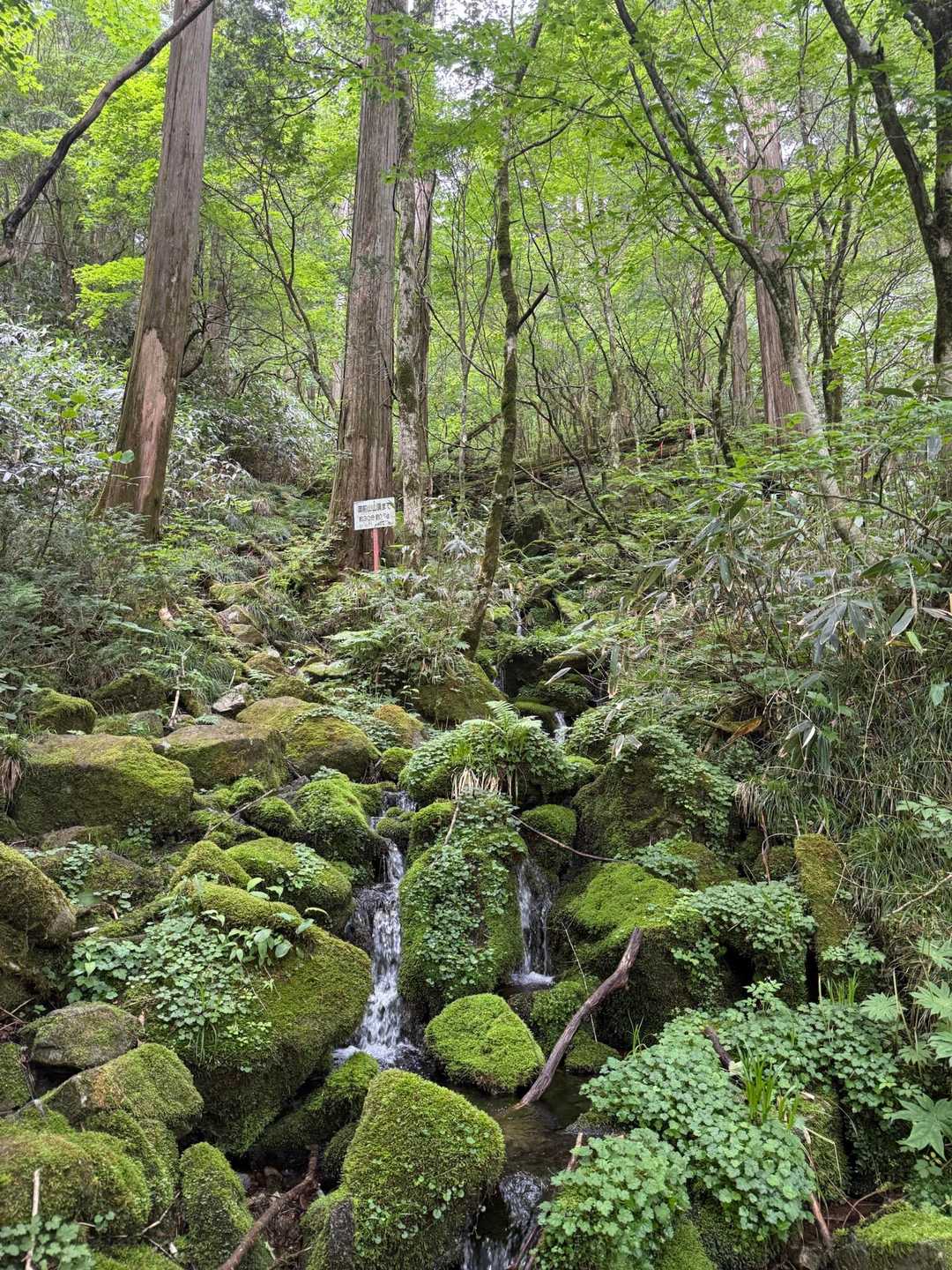 苔蒸してるわ〜