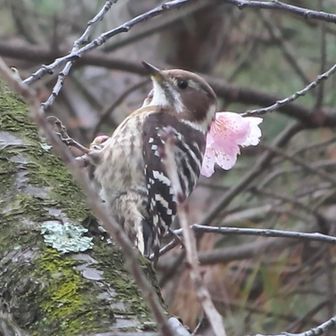 きつつき（小）