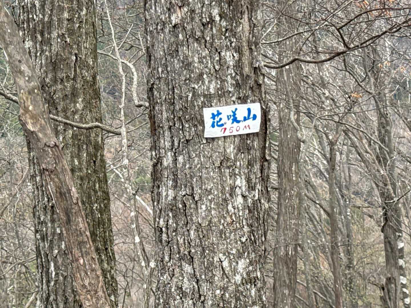 花咲山。
このルートは熊🐻出没コメント📝も結構残されているのに、熊スプレー忘れた…
まあ今日は歩いている人も多いから大丈夫だと信じたい。