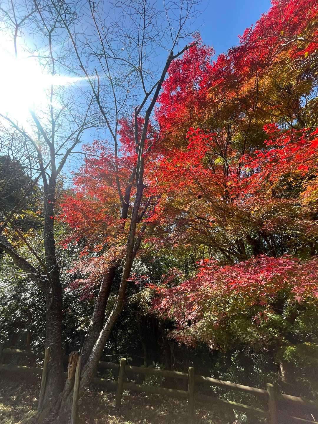 瀧安寺-石子詰登山口-天上ヶ岳 周回コースの写真