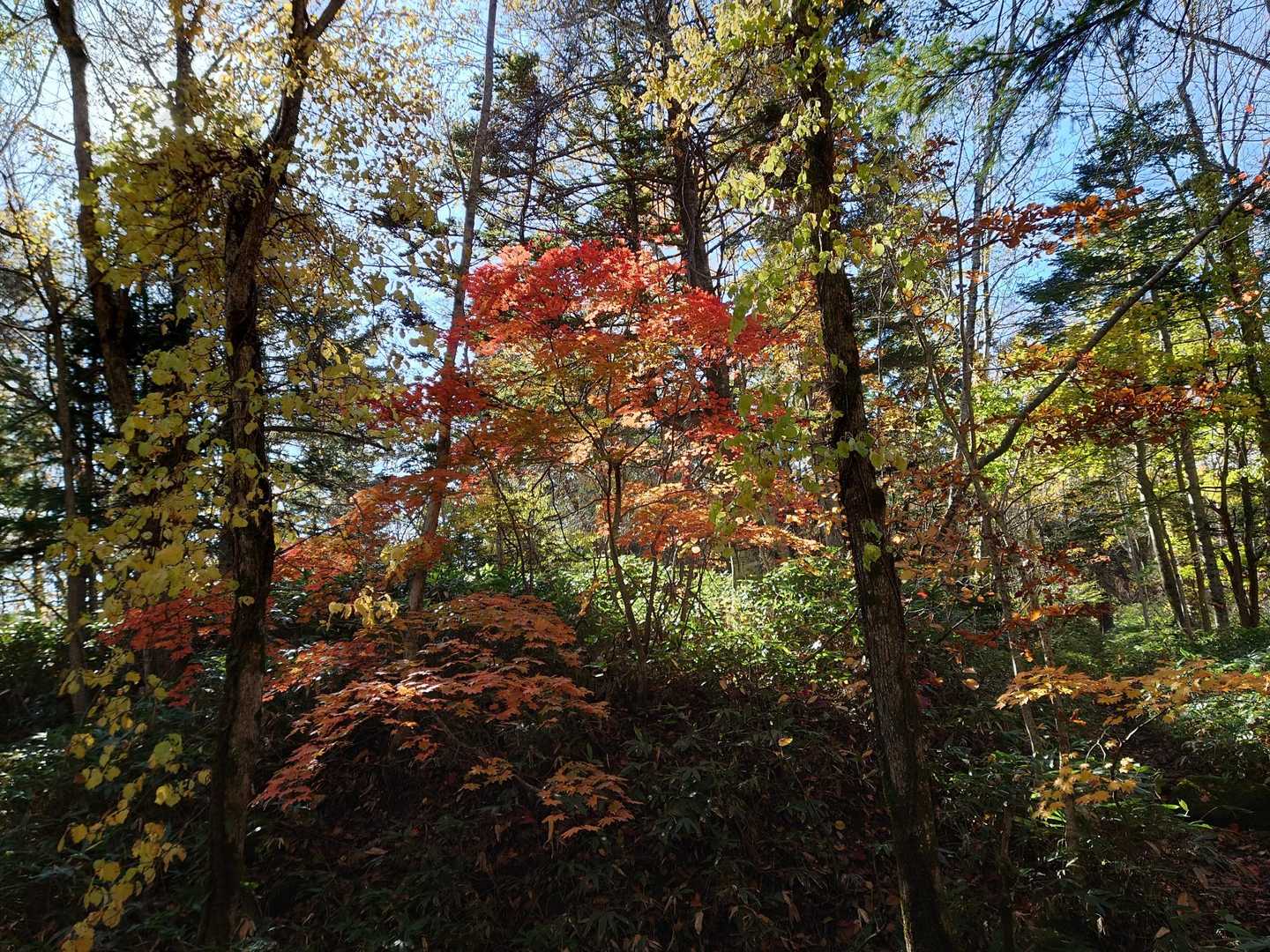 紅葉
