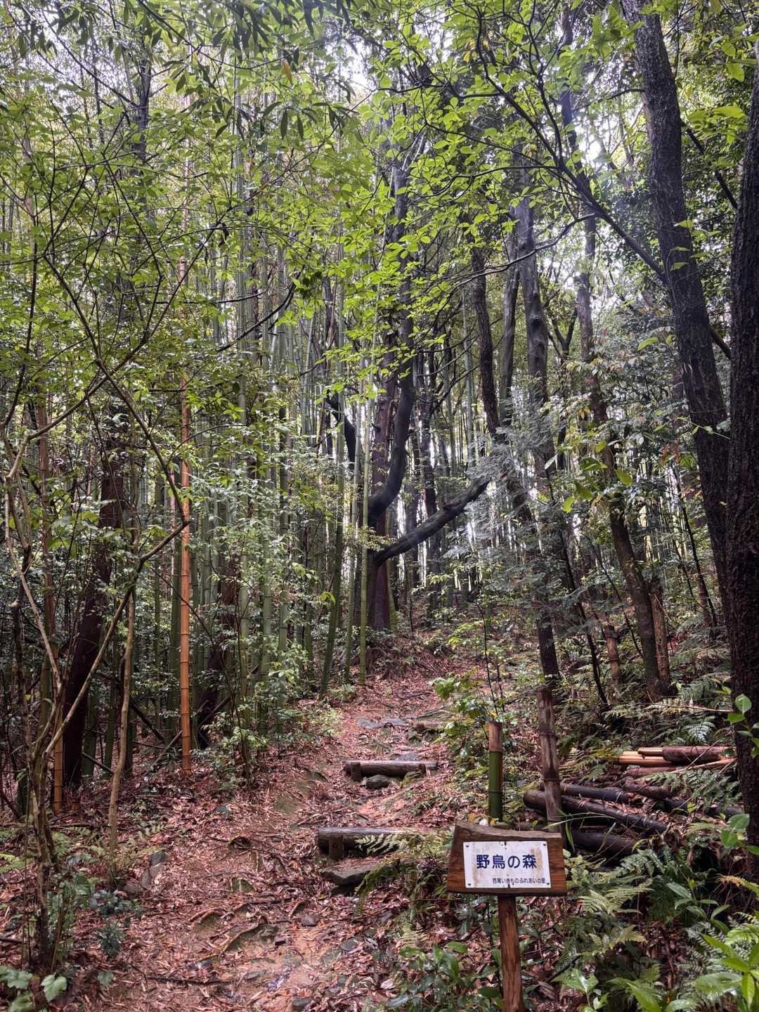 万灯山 往復コースの写真