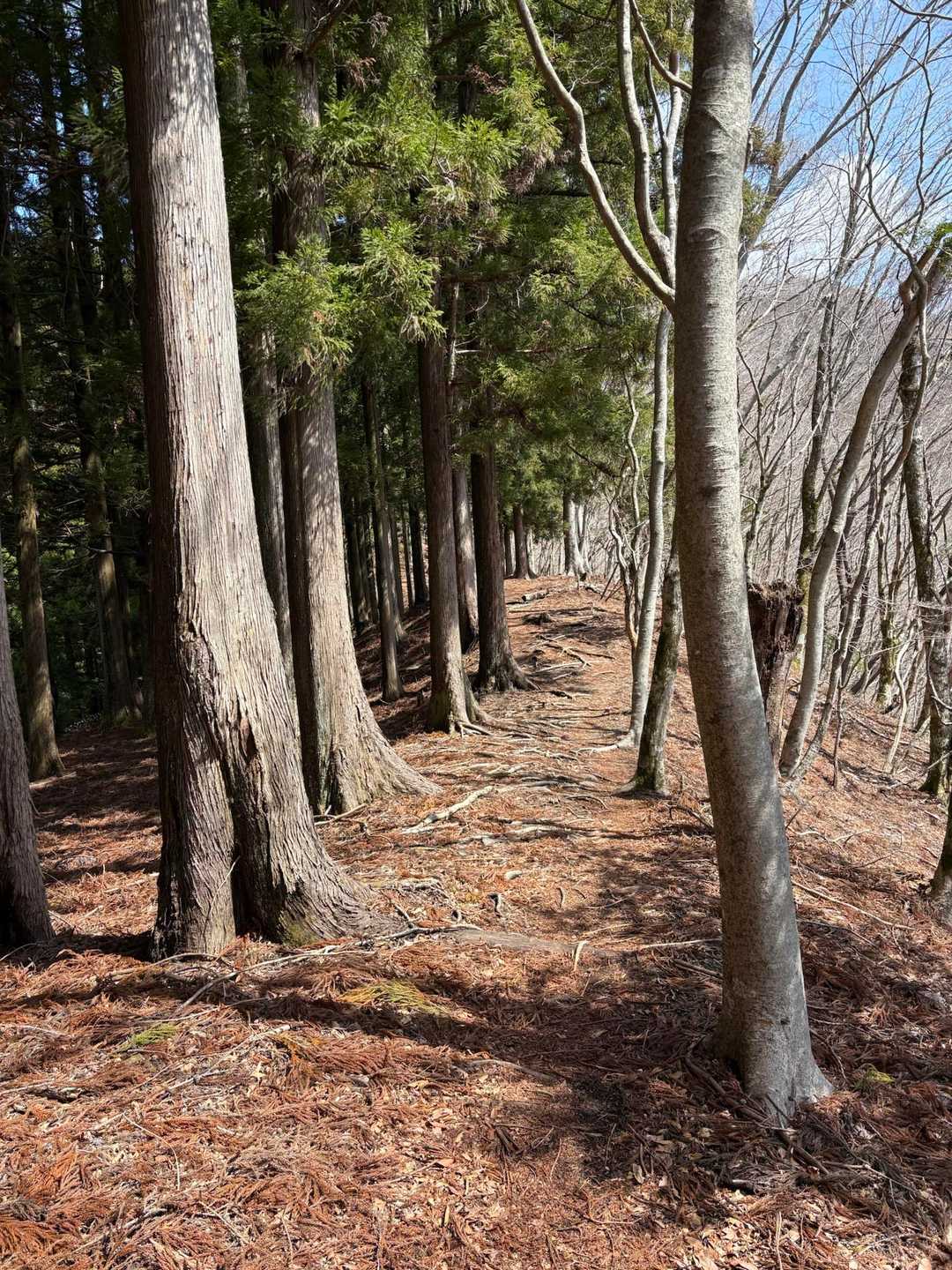まだ余力があったので権現岳に向かいます。権現岳って全国に幾つあるんだろ？