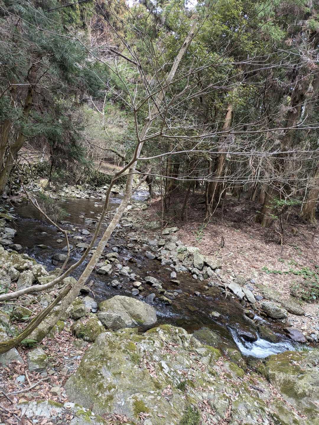 ダムの下、綺麗な猪野川を歩く🚶
綺麗で蛍が飛び交うのでしょうね〜