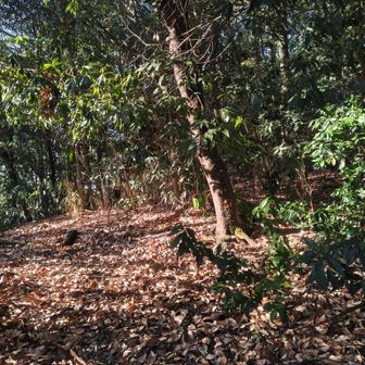 落ち葉で埋め尽くされている