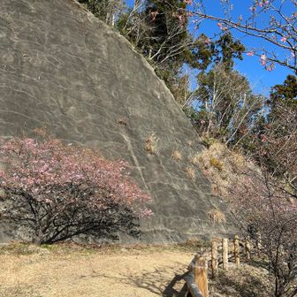 さよなら河津桜…🌸