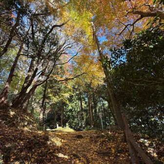 足元のイチョウの葉がとても綺麗🤩

ここでも粟ヶ岳山頂には行かずに、掛川アルプス方面へ向かいます。