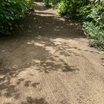 京都のお庭かと思いました