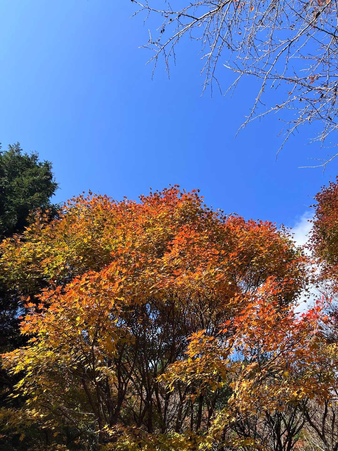 ヤビツ峠-岳ノ台-菩提峠-三ノ塔 周回コースの写真