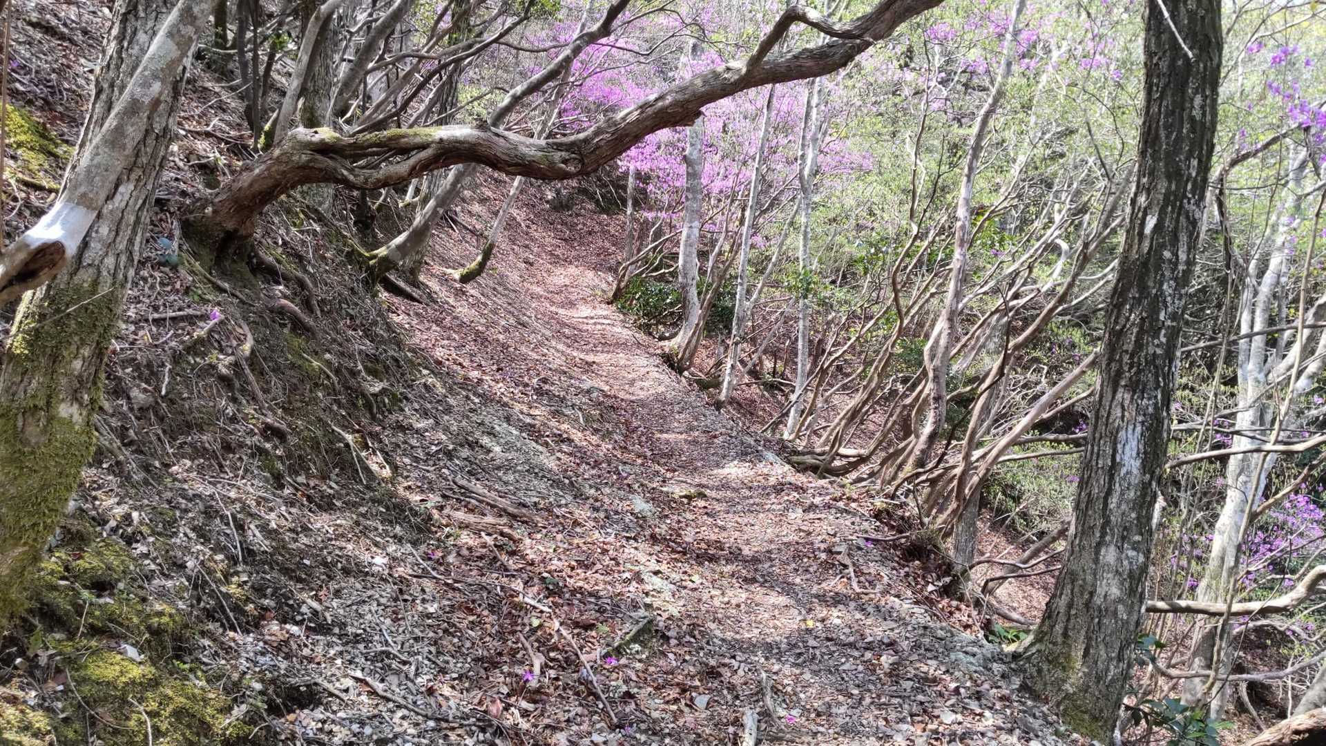 もうちょっとで天ヶ岳です
良い道