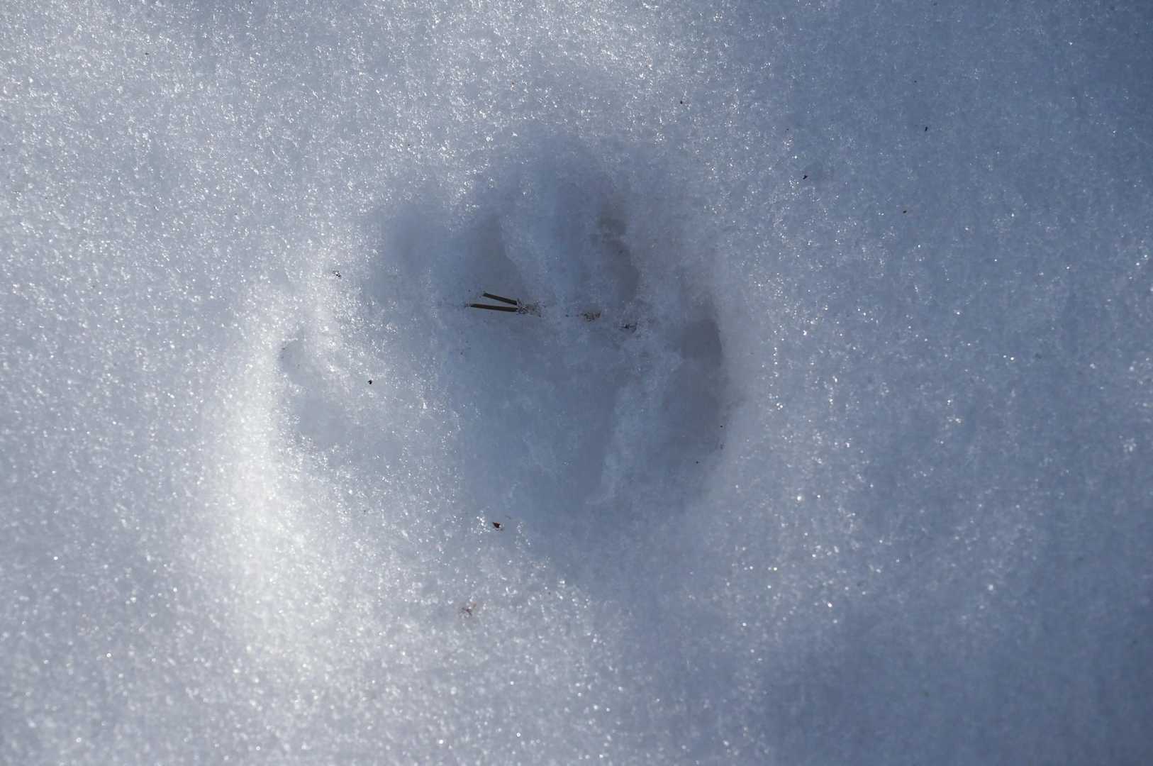 人の拳くらいの足跡がずっと続く