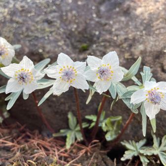 ☘️だぶりん☘️