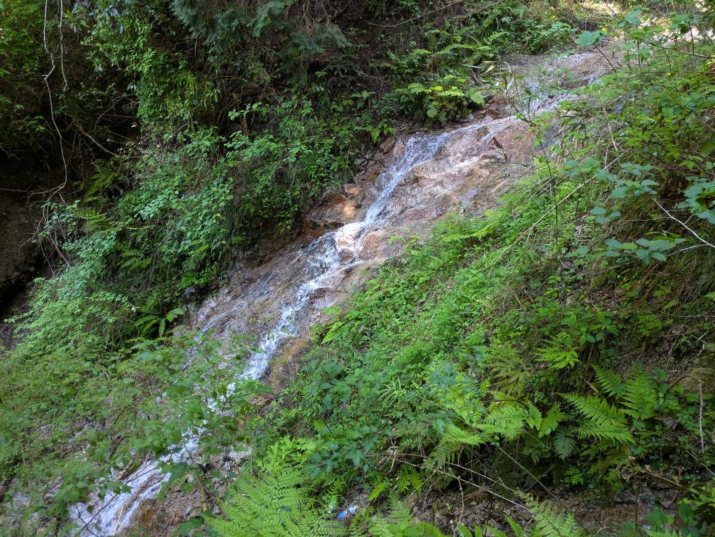 大和葛城山-水越峠 縦走コースの写真