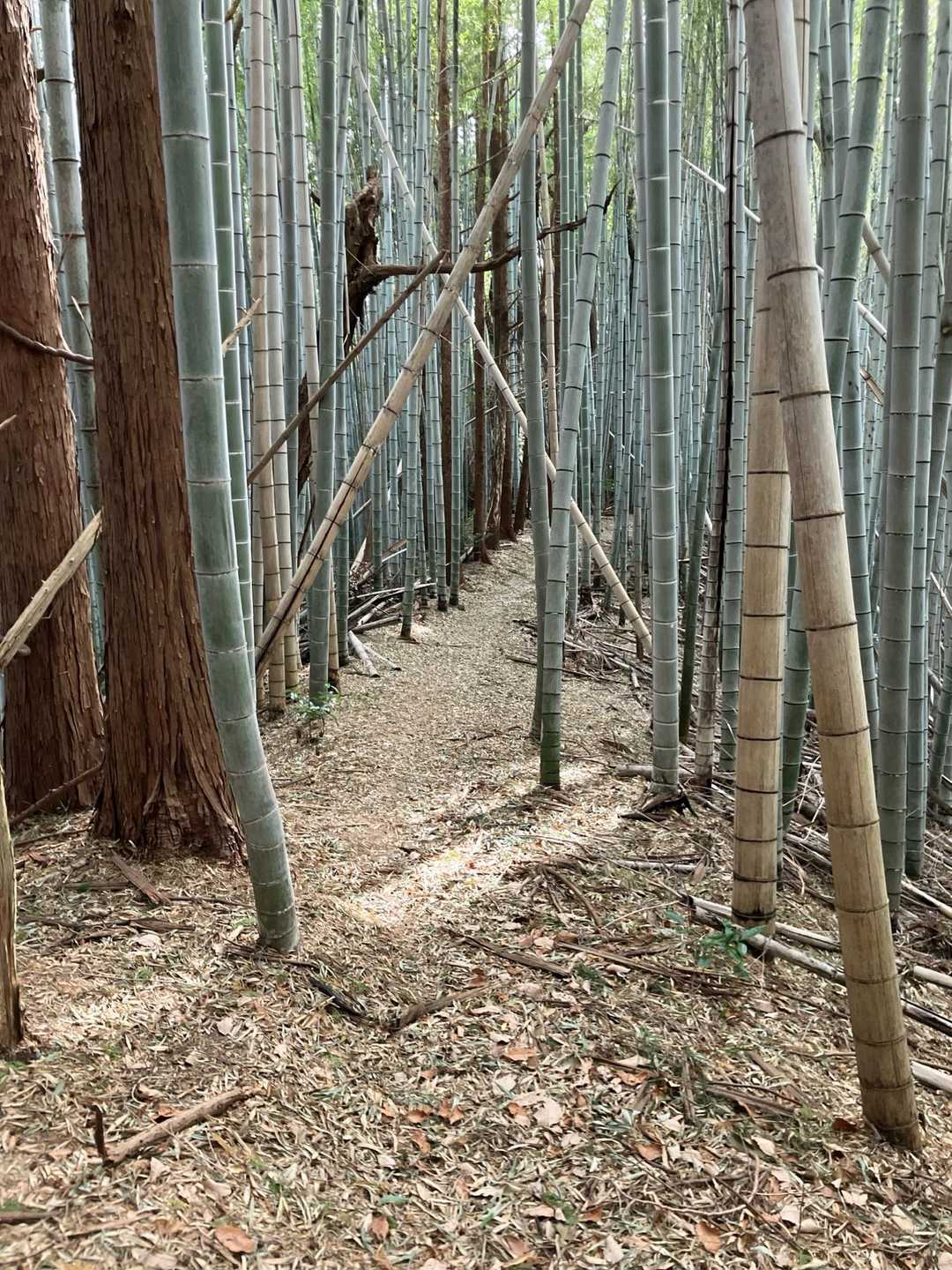 竹林