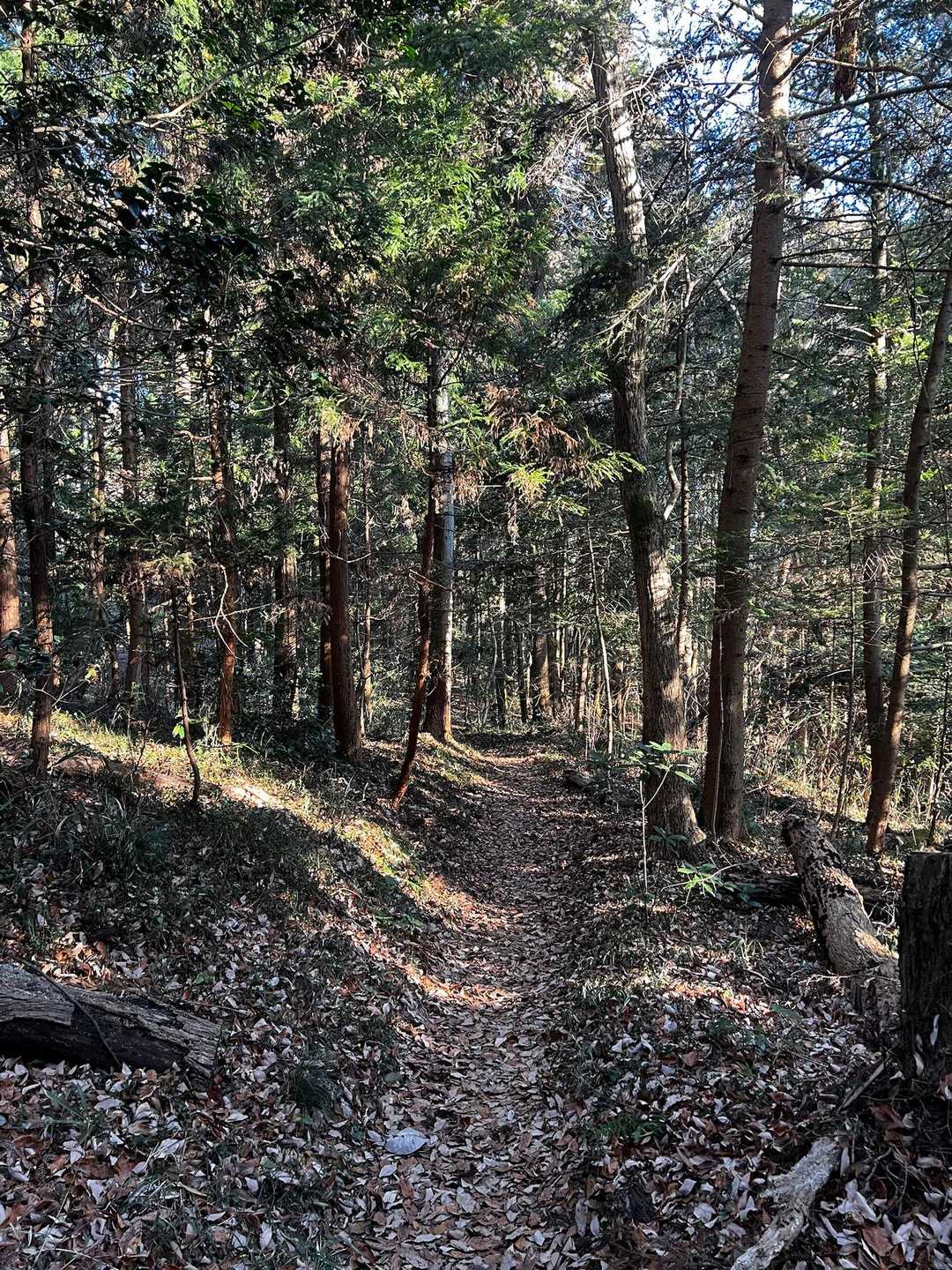 鳥越峠-深山 往復コースの写真