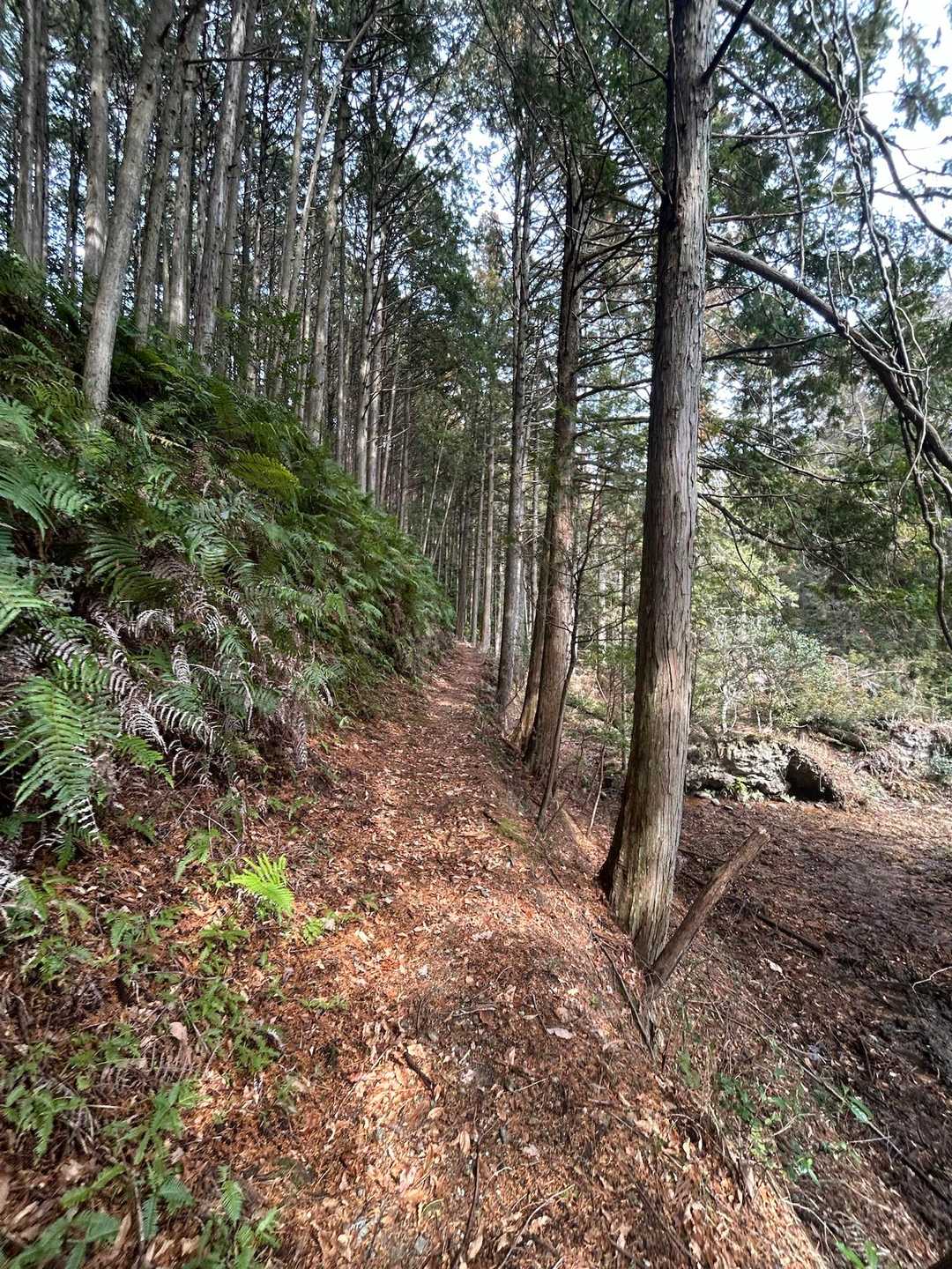 頂上まで分かりやすい登山道