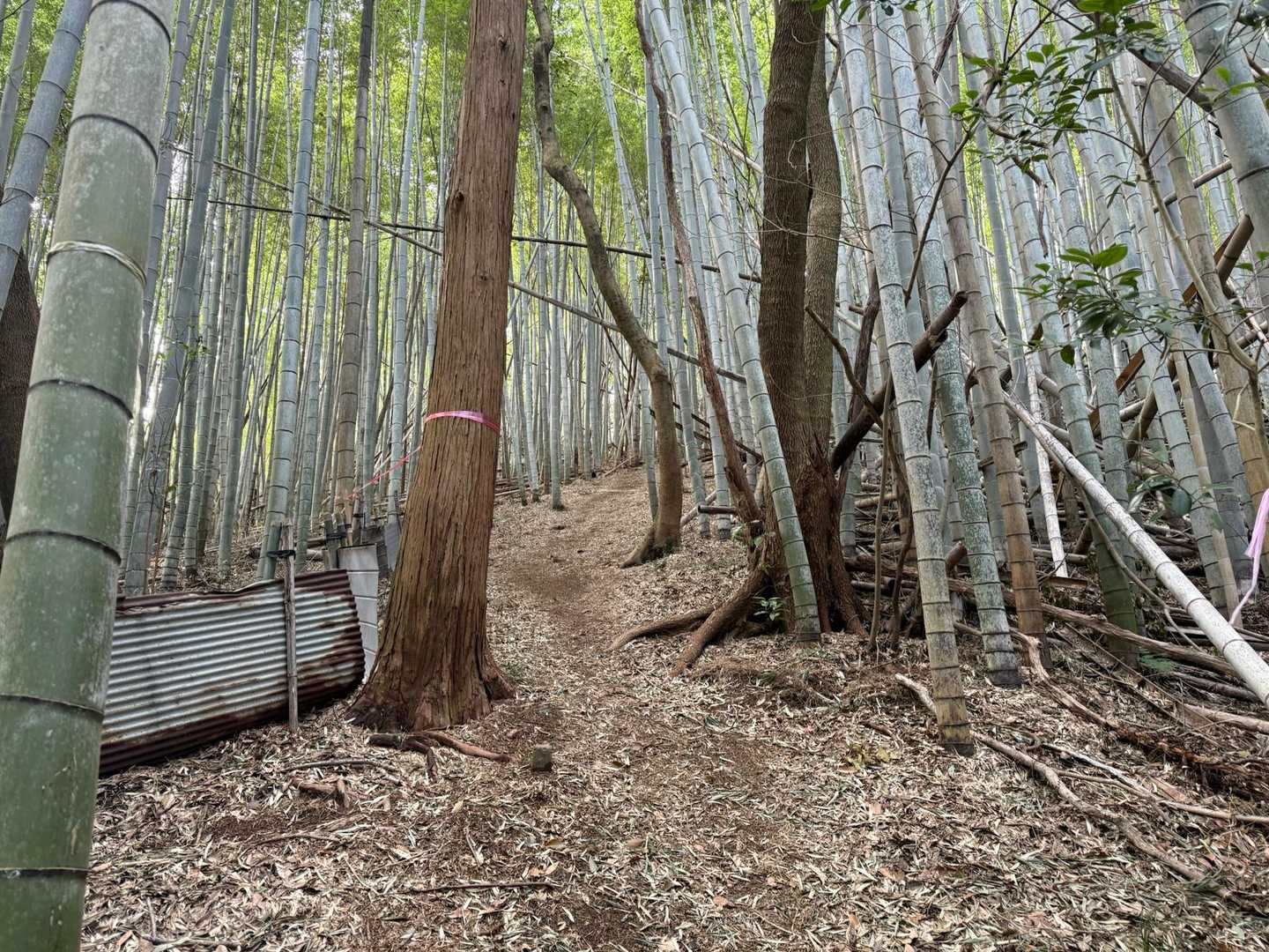 大間山-八角目峠-荒平山-三池山 往復コースの写真