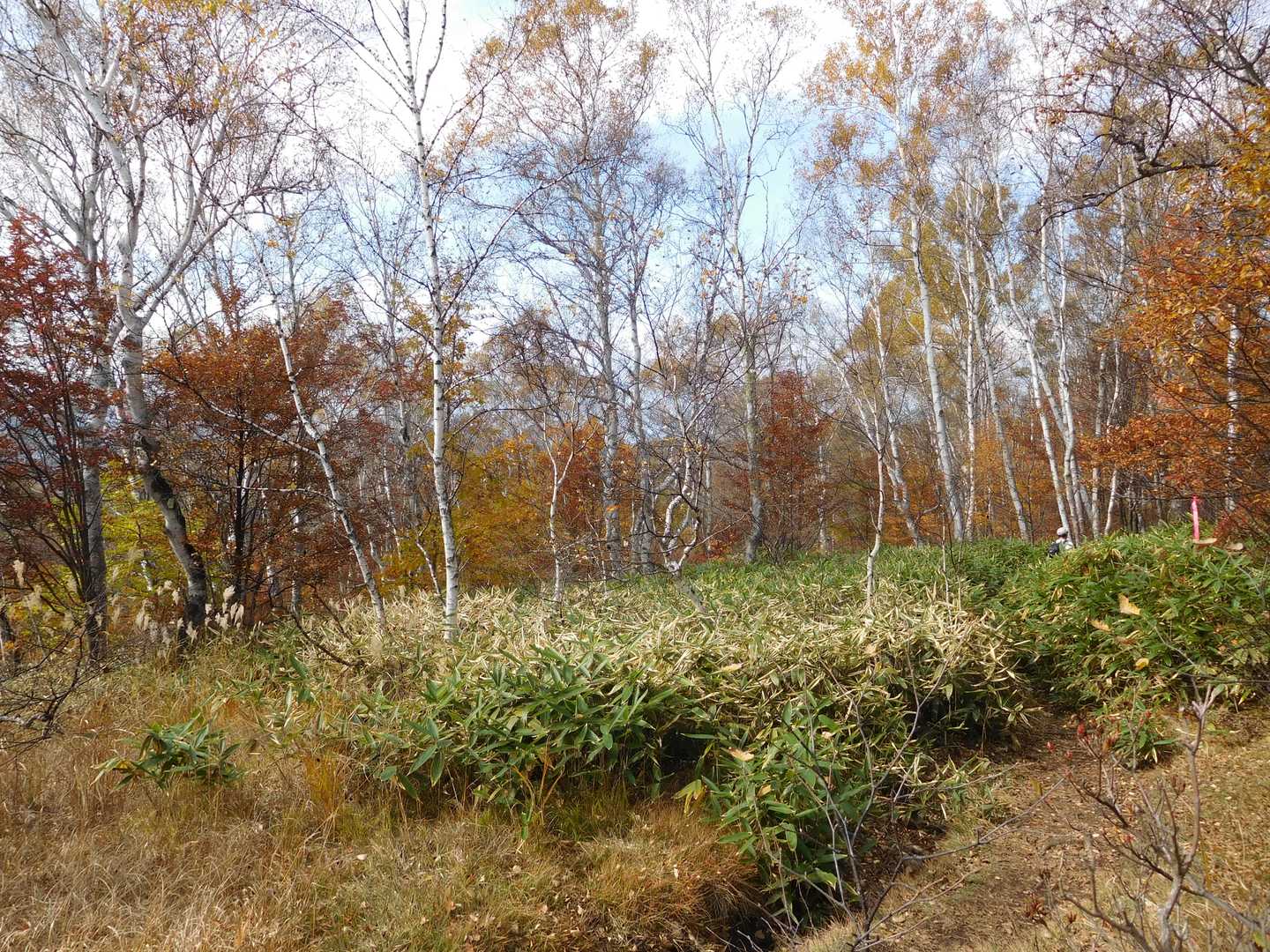 菅平牧場料金所-菅平牧場-四阿山登山口-小四阿-中四阿 往復コースの写真