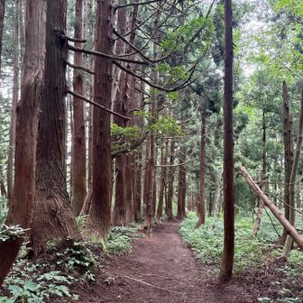 スギ植林地の小径
