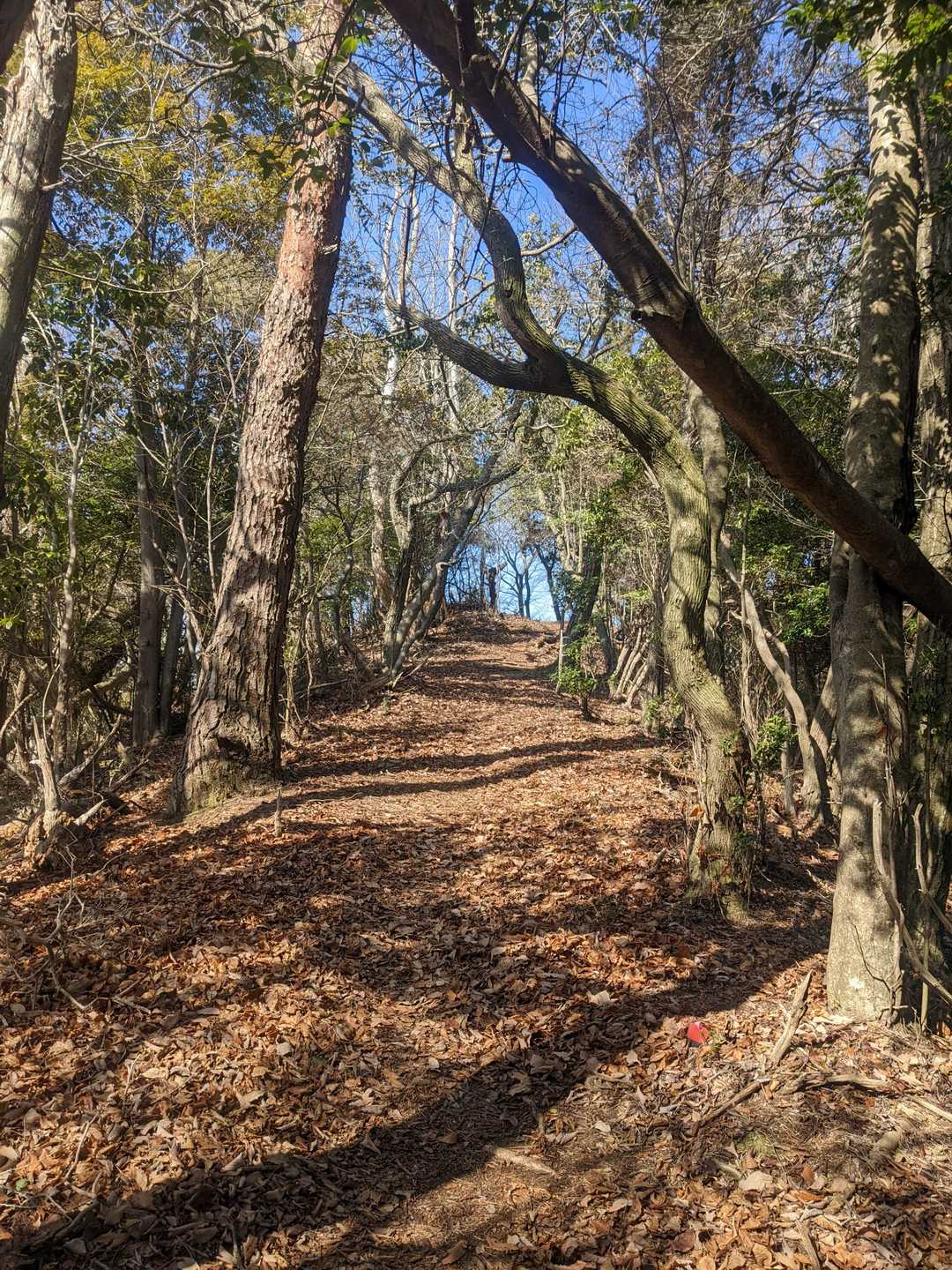 尾根歩き気持ちいい
