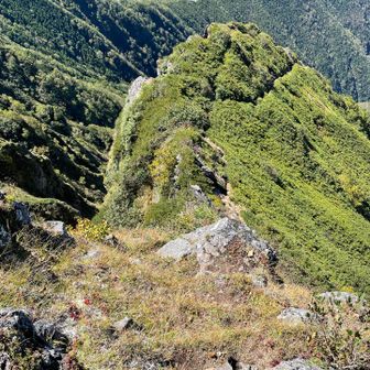 下山します
ハイマツや草をしっかり掴みながら
30分ほどで樹林帯に入るので絶景をしっかり楽しんでね