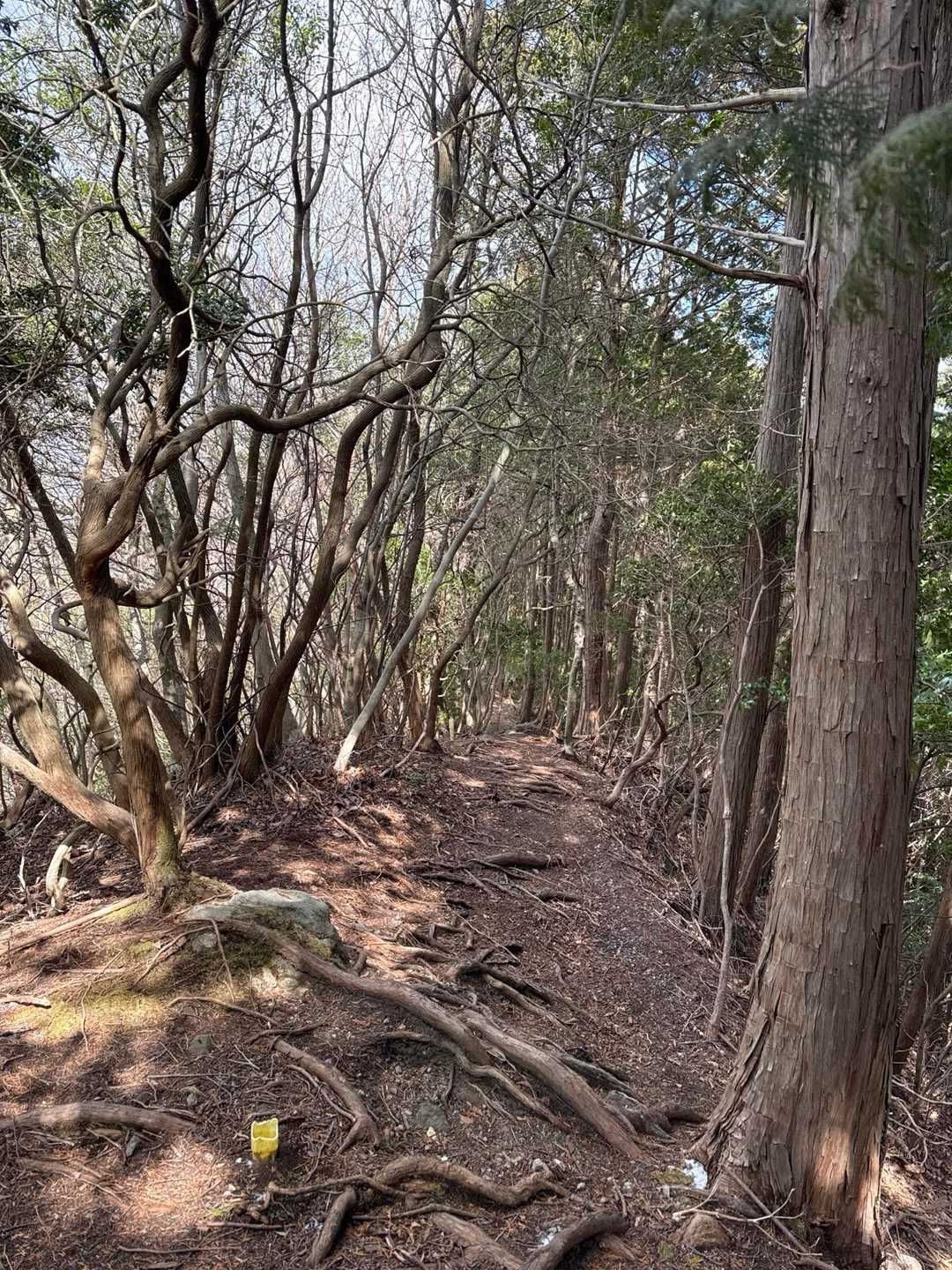 景観はないけど、この稜線はいい感じだった♪