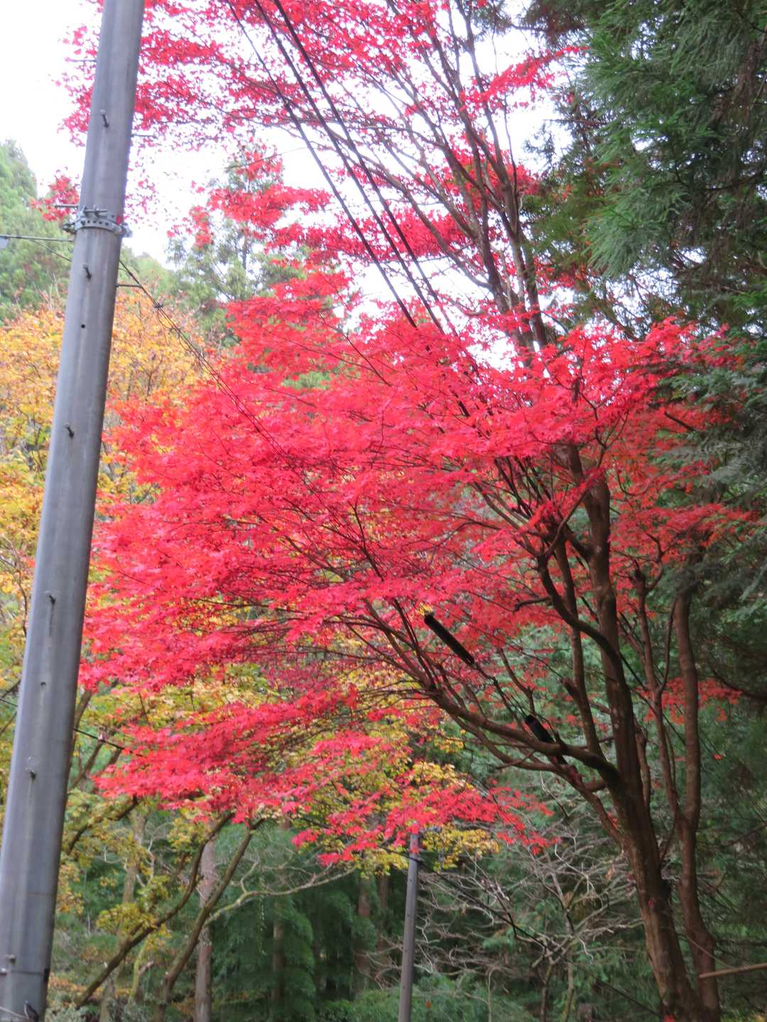 正丸駅-伊豆ヶ岳登山口-伊豆ヶ岳-長岩峠-伊豆ヶ岳登山口 周回コースの写真
