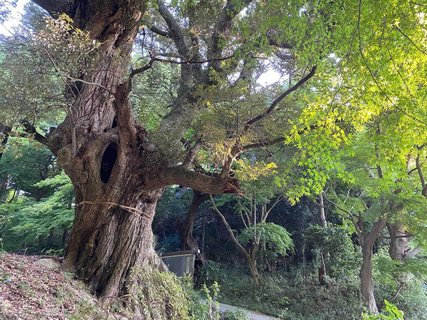 秋も見てみたい場所だなぁ🍁