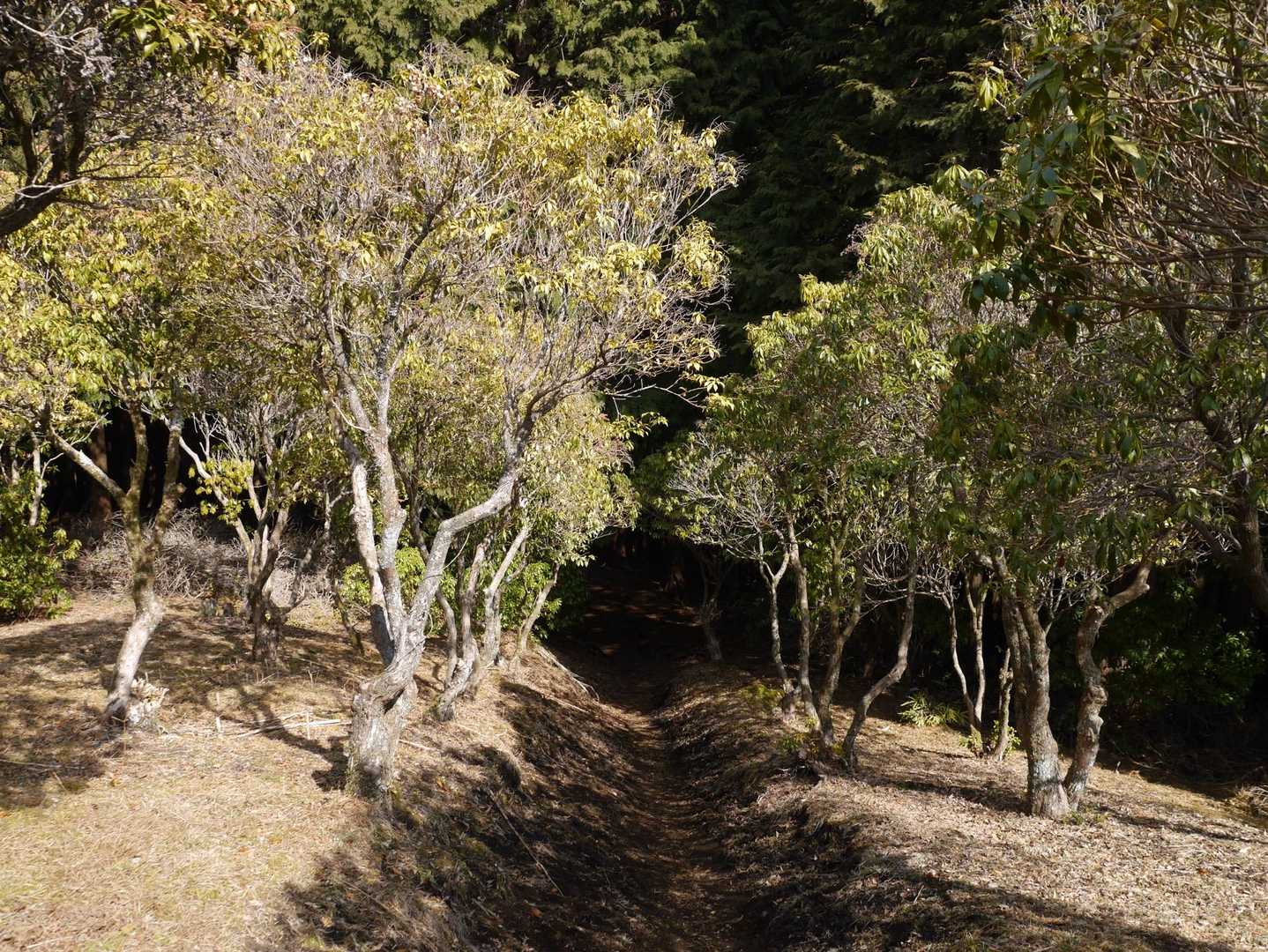 アセビの花道を通って、下山しま〜す！
鹿シチュー売り切れないように、急ぎめでおりました😁