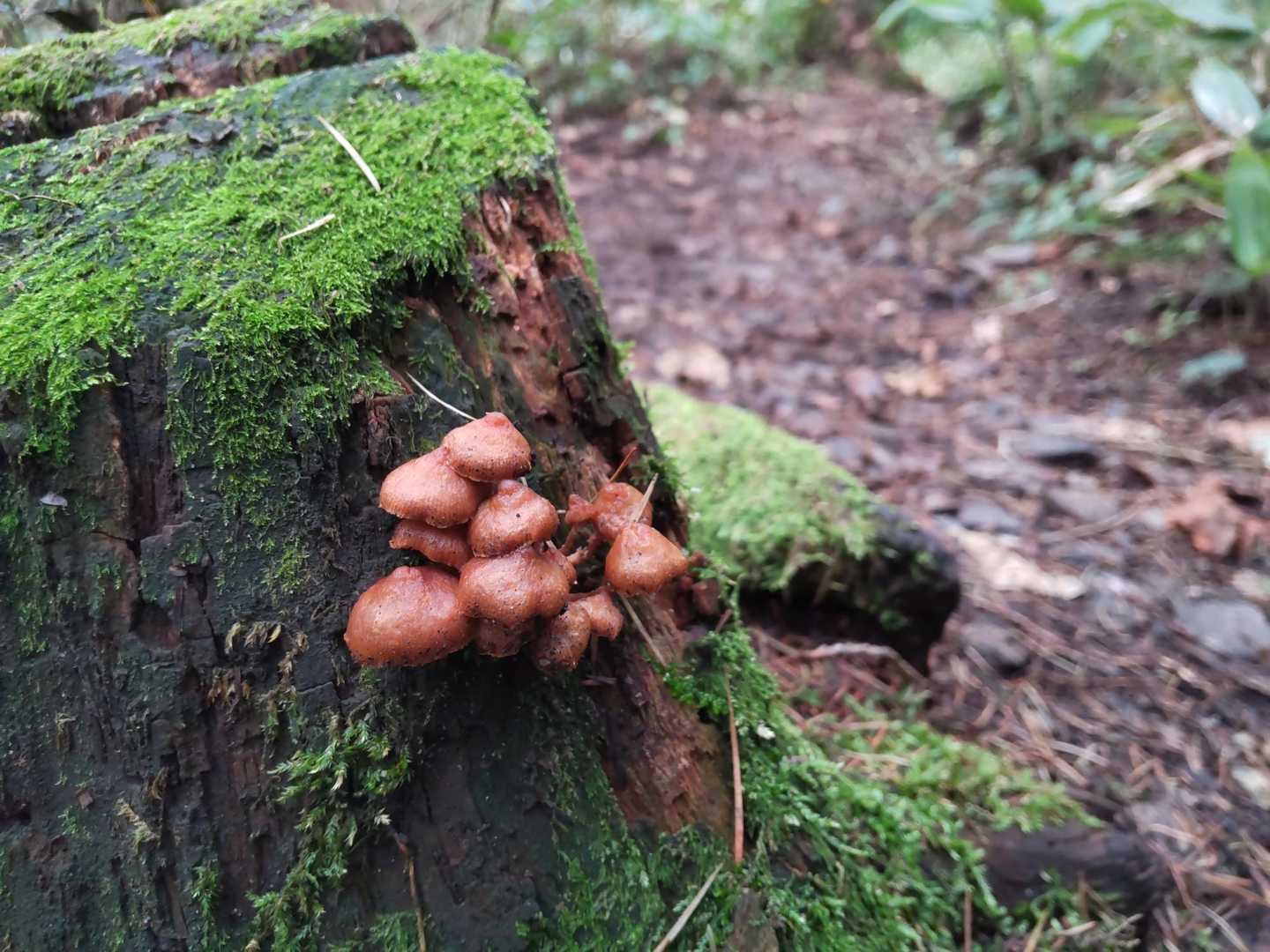 🍄