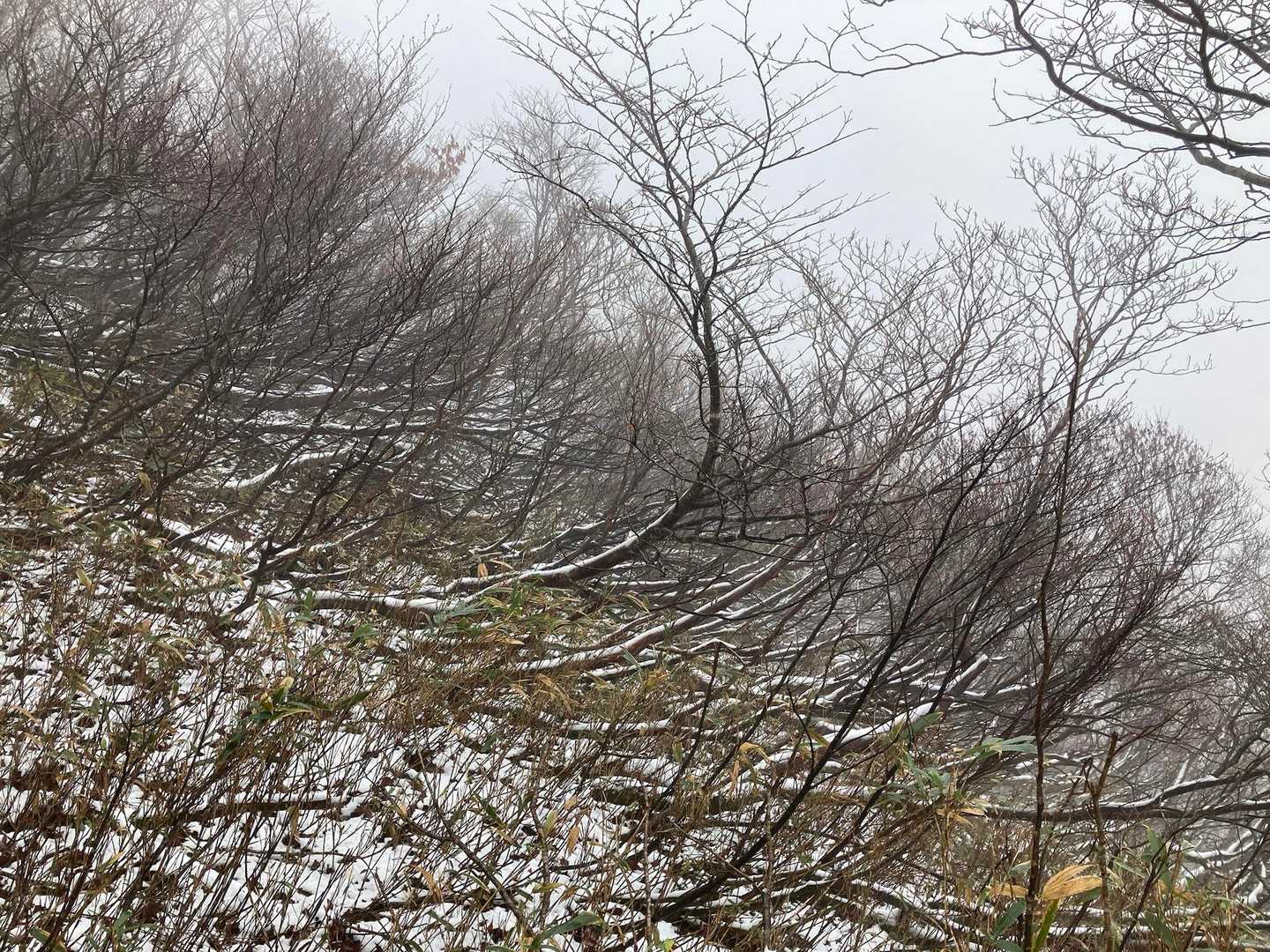 国見峠-虎子山 往復コースの写真