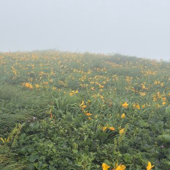 和賀岳山頂はお花畑‼︎