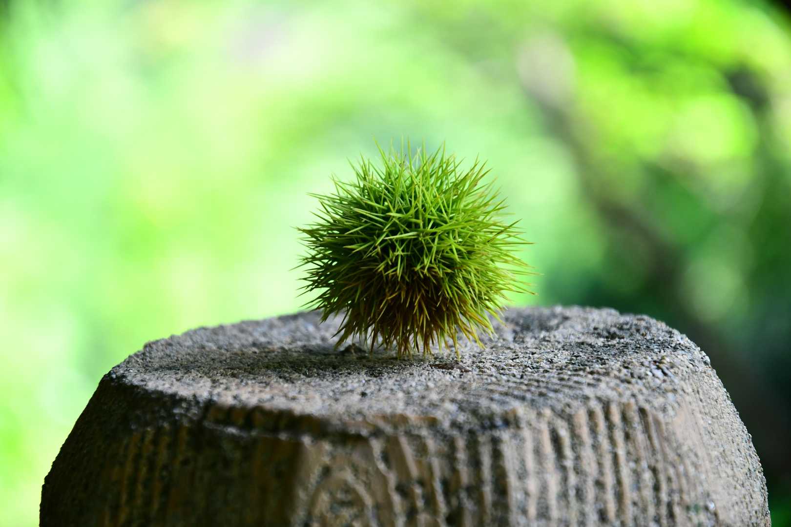羽衣石山 往復コースの写真