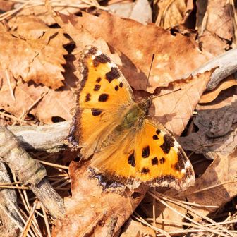ヒオドシチョウ（後で調べた）