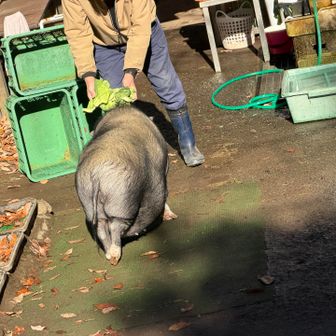 さっきの大五郎丸が移動して飼育員さんにエサをおねだり