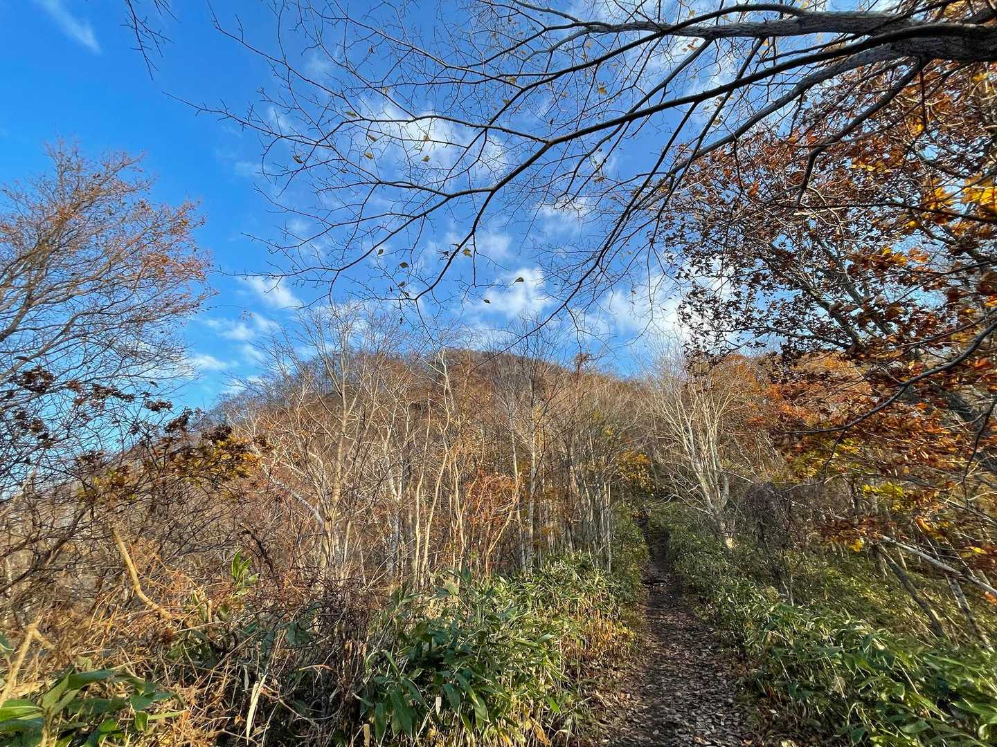 葉っぱがなくなったので、この場所から山頂が見えます
