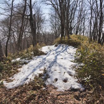 山頂標識は右の雪が無い部分。笹の中なのでダニいっぱい。