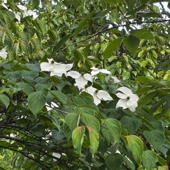 この辺ではまだ気づいていませんでしたが20匹は付いていました！写真を撮る余裕もなく一生懸命に除去。
地味に塩スプレー忘れた😂やっちまった🥹
抗い耐えること…。