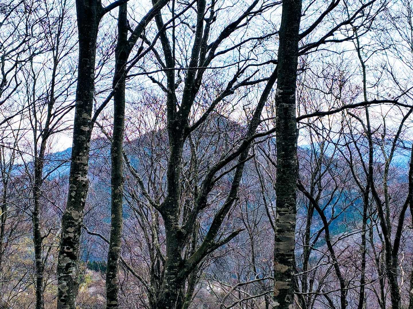 木々の向こうに三角形のお山が見えました⛰️