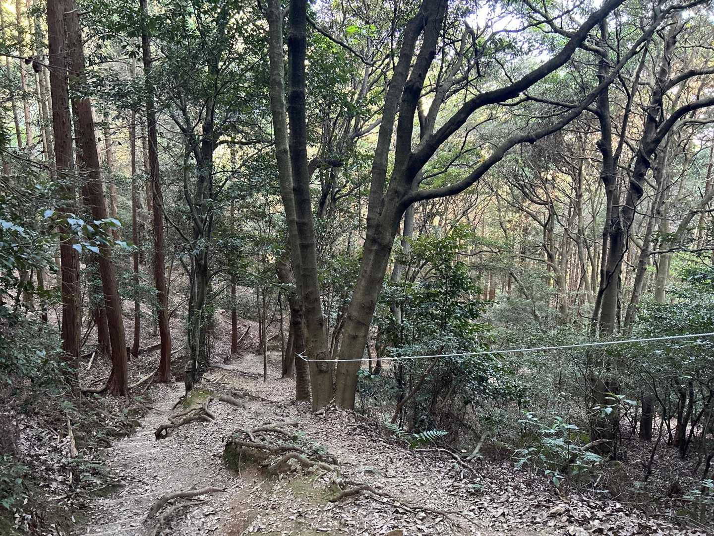 15時過ぎると、樹林帯は薄暗くなりますね😓
前にいた蛍光ジャンパーのおじさまの姿を見つけてほっとしちゃった。