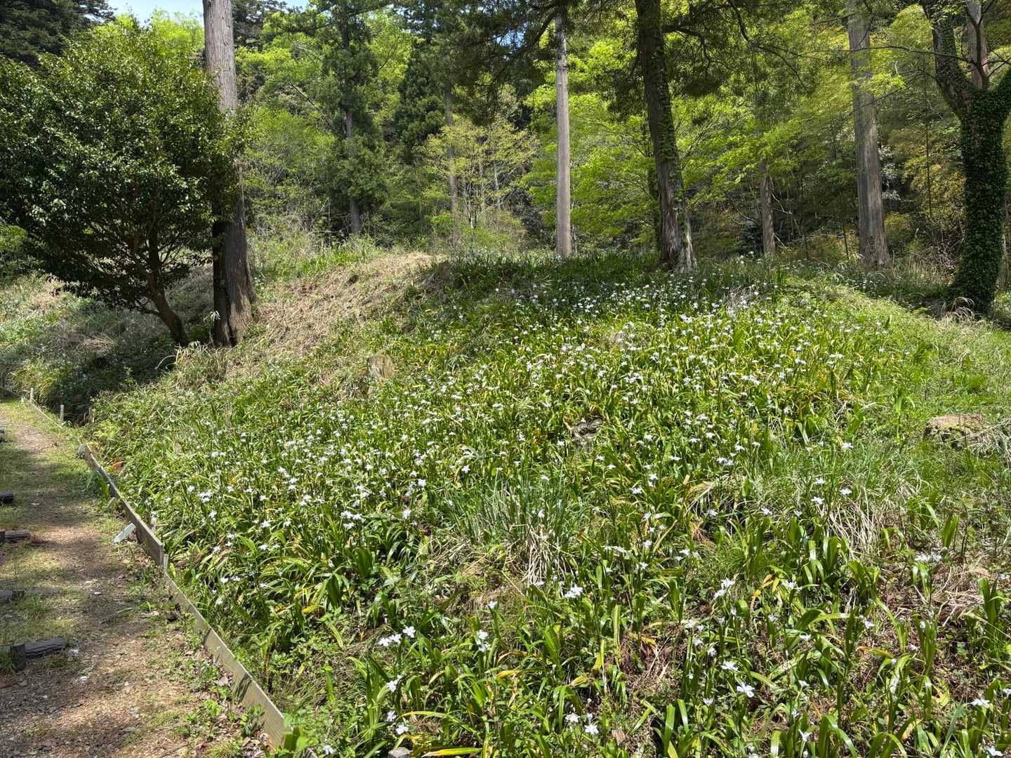 ここから尾根まで階段。一面のシャガがお出迎え。
