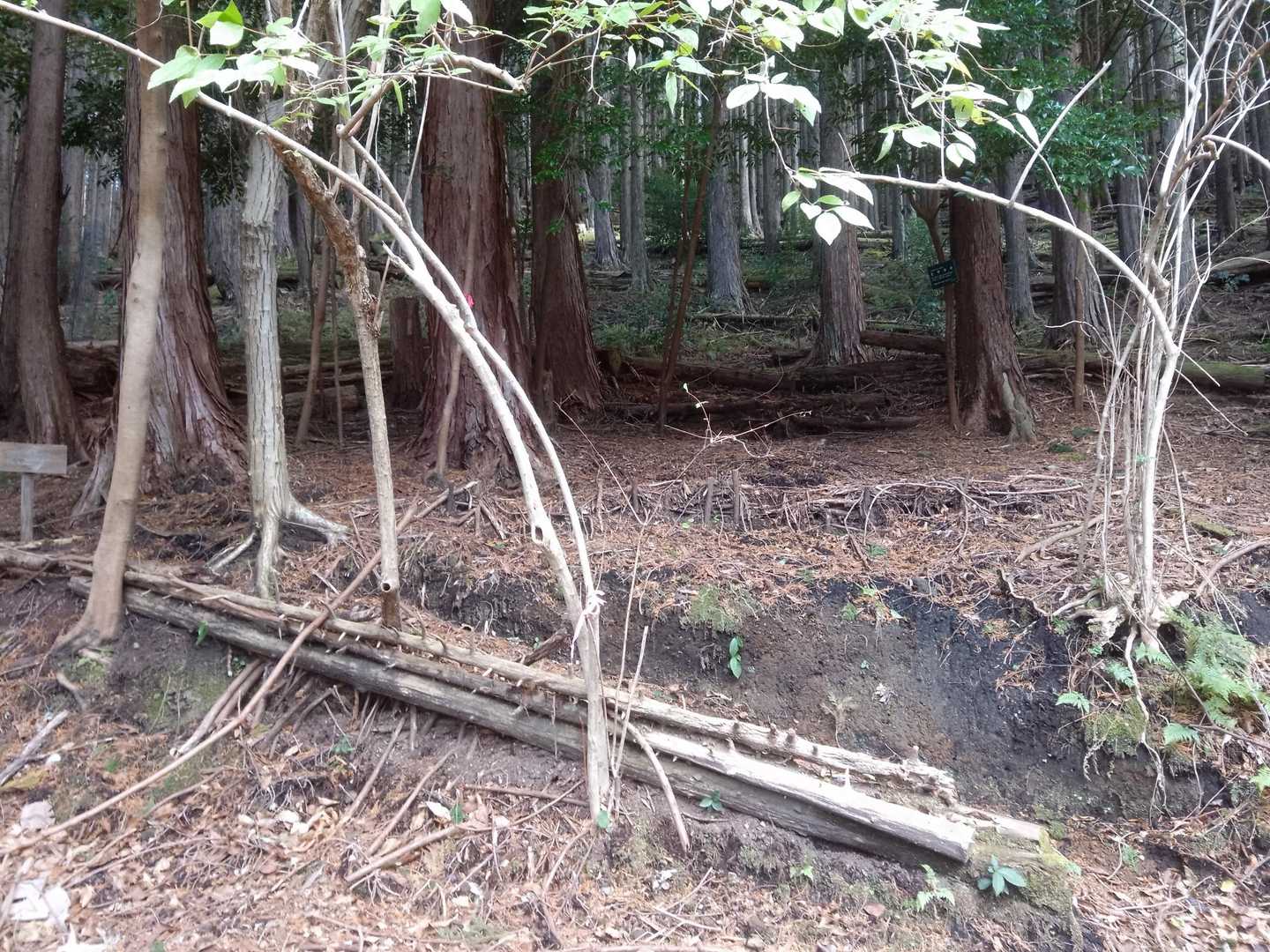 ヒノキ林を進みます