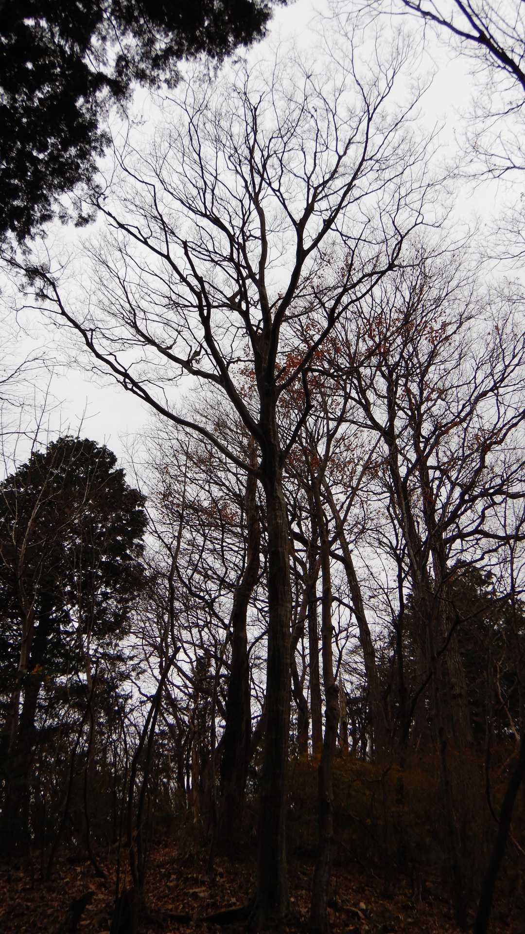 legend’ｓご神木🌳