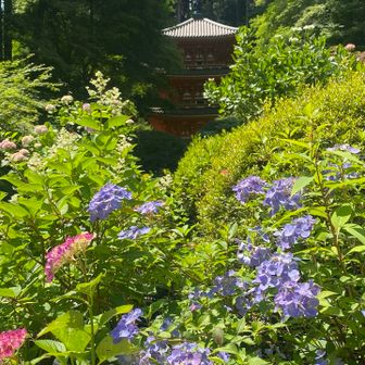 花の寺と言われる程、四季を通して色々な花が咲く様です。この時期は色取りどりの紫陽花が咲いています。蕾も有りこれからです。奥は三重塔　
本堂には阿弥陀如来坐像、普賢菩薩騎象像(共に平安時代)など沢山の仏像が安置されています。
