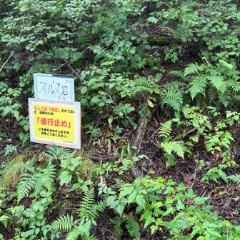 とりあえず「ちょっとだけょ」